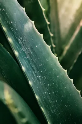 Fresh Aloe Vera Macro for Natural Wellness