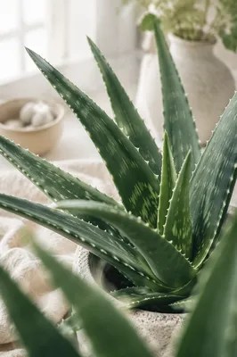 Close-Up Aloe Vera for Natural Skincare