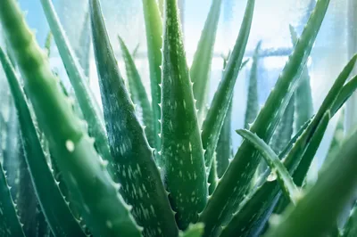Refreshing Aloe Vera Wellness Close Up
