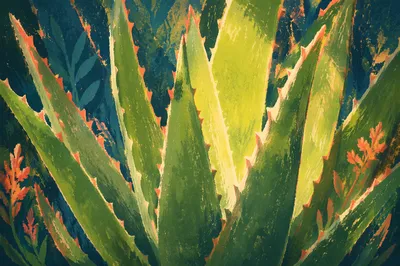 Sunlit Aloe Vera Leaves for Natural Skincare