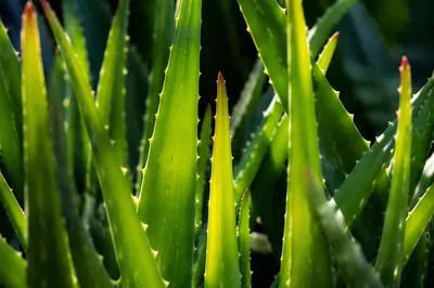 Sunlit Aloe Vera Leaves for Natural Skincare