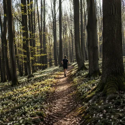 Morning Trail Runner in Sunlit Forest