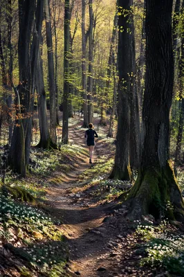 Morning Trail Runner in Sunlit Forest