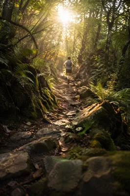 Trail Runner in Sunlit Forest Path